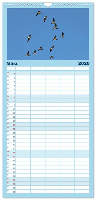 Vögel im Flug - Akrobaten der Lüfte (CALVENDO Familienplaner 2026)