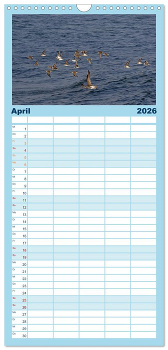 Vögel im Flug - Akrobaten der Lüfte (CALVENDO Familienplaner 2026)