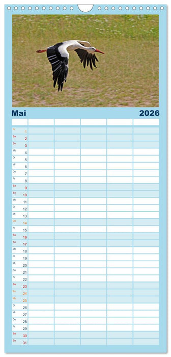 Vögel im Flug - Akrobaten der Lüfte (CALVENDO Familienplaner 2026)