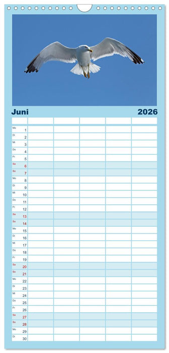 Vögel im Flug - Akrobaten der Lüfte (CALVENDO Familienplaner 2026)