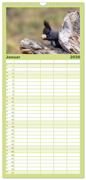 Eichhörnchenliebe (CALVENDO Familienplaner 2026)