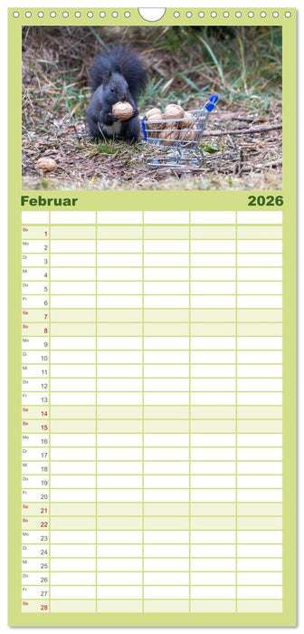Eichhörnchenliebe (CALVENDO Familienplaner 2026)