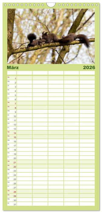 Eichhörnchenliebe (CALVENDO Familienplaner 2026)