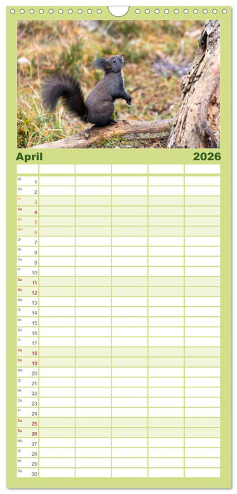 Eichhörnchenliebe (CALVENDO Familienplaner 2026)