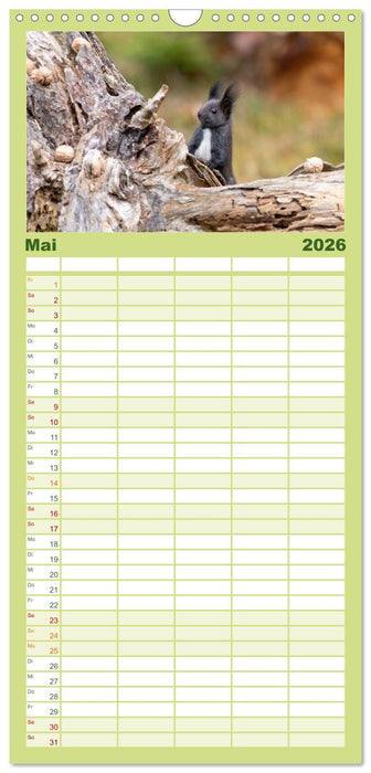 Eichhörnchenliebe (CALVENDO Familienplaner 2026)
