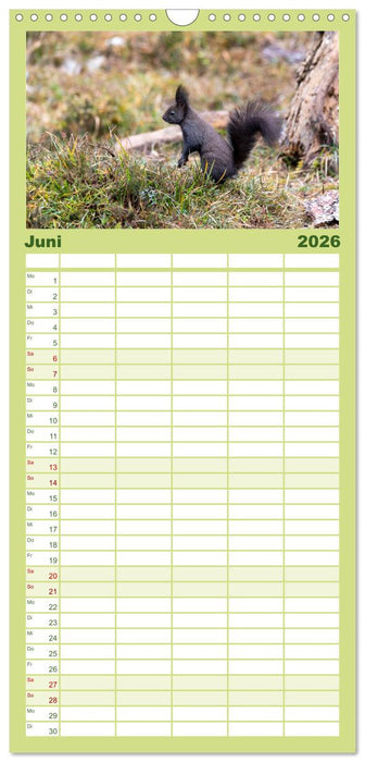 Eichhörnchenliebe (CALVENDO Familienplaner 2026)