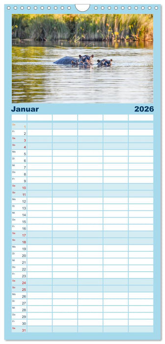Nilpferde, Kolosse in Afrika (CALVENDO Familienplaner 2026)