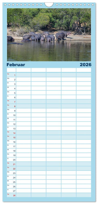 Nilpferde, Kolosse in Afrika (CALVENDO Familienplaner 2026)