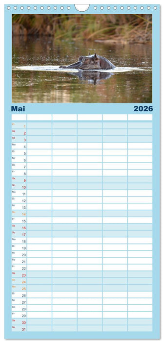 Nilpferde, Kolosse in Afrika (CALVENDO Familienplaner 2026)