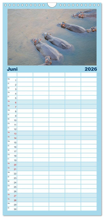 Nilpferde, Kolosse in Afrika (CALVENDO Familienplaner 2026)