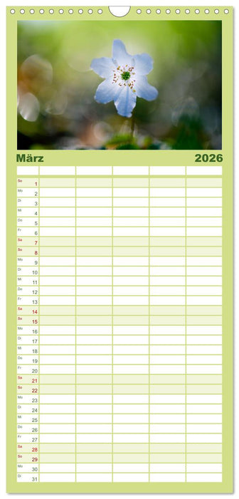 Auwälder bei Enns (CALVENDO Familienplaner 2026)