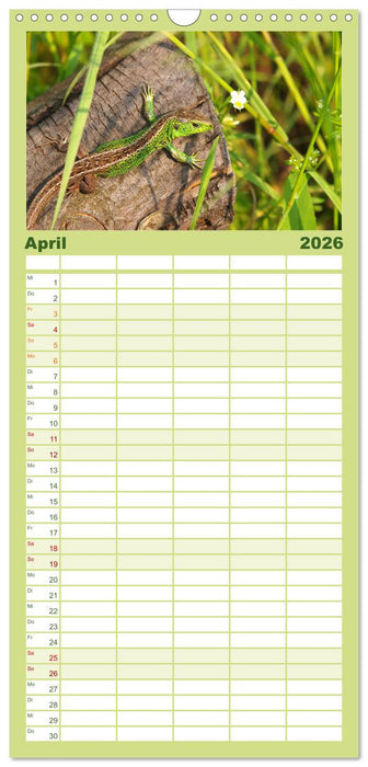 Auwälder bei Enns (CALVENDO Familienplaner 2026)