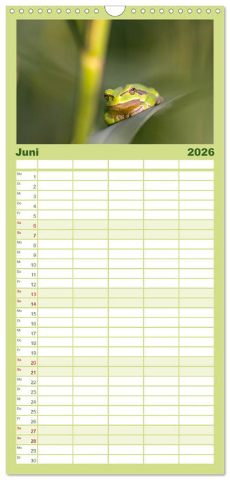 Auwälder bei Enns (CALVENDO Familienplaner 2026)