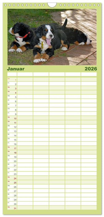 Rasselbande mit 40 Pfoten (CALVENDO Familienplaner 2026)