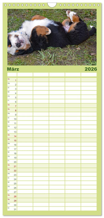 Rasselbande mit 40 Pfoten (CALVENDO Familienplaner 2026)