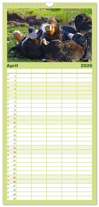 Rasselbande mit 40 Pfoten (CALVENDO Familienplaner 2026)