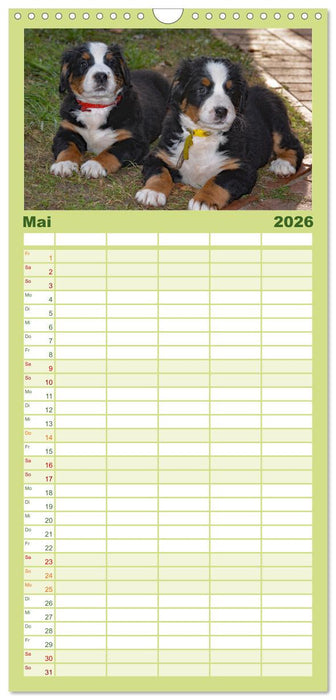 Rasselbande mit 40 Pfoten (CALVENDO Familienplaner 2026)