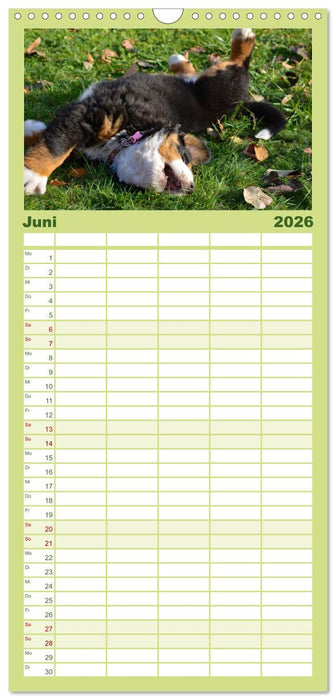Rasselbande mit 40 Pfoten (CALVENDO Familienplaner 2026)