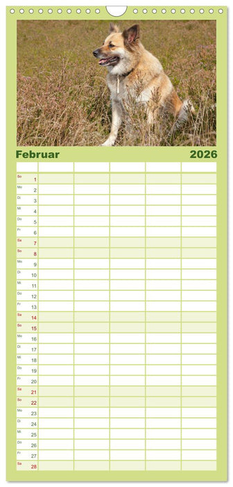 Hunde - Beste Freunde der Menschen (CALVENDO Familienplaner 2026)