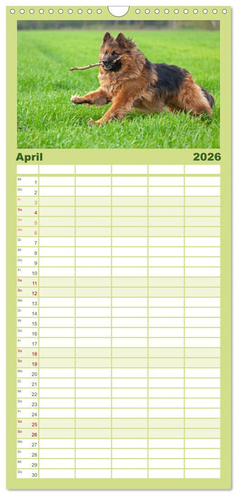 Hunde - Beste Freunde der Menschen (CALVENDO Familienplaner 2026)