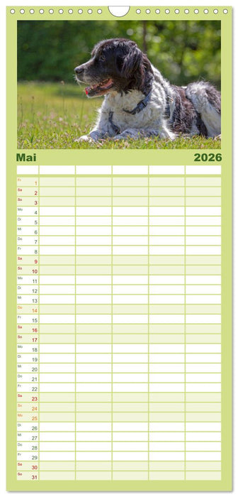 Hunde - Beste Freunde der Menschen (CALVENDO Familienplaner 2026)