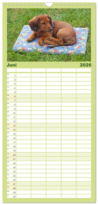 Hunde - Beste Freunde der Menschen (CALVENDO Familienplaner 2026)