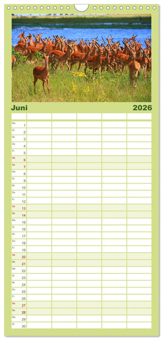 Botswana- Pirschfahrt mit Garantie auf Wildlife (CALVENDO Familienplaner 2026)