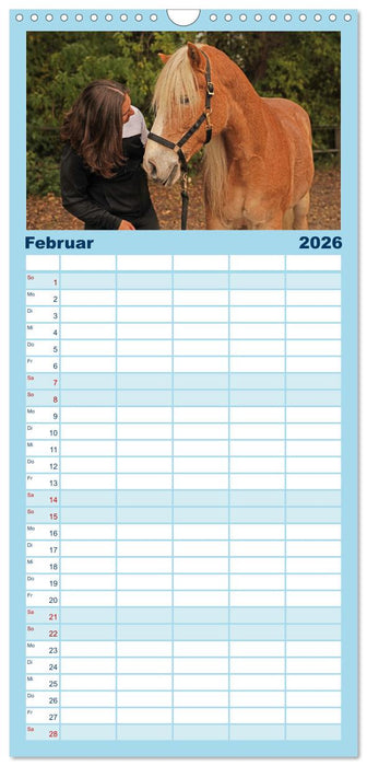 Faszination Haflinger (CALVENDO Familienplaner 2026)