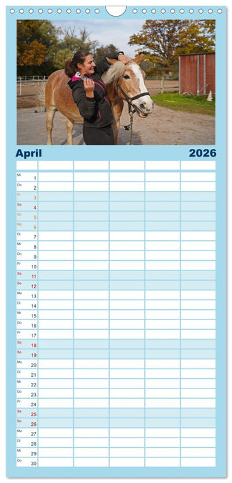 Faszination Haflinger (CALVENDO Familienplaner 2026)