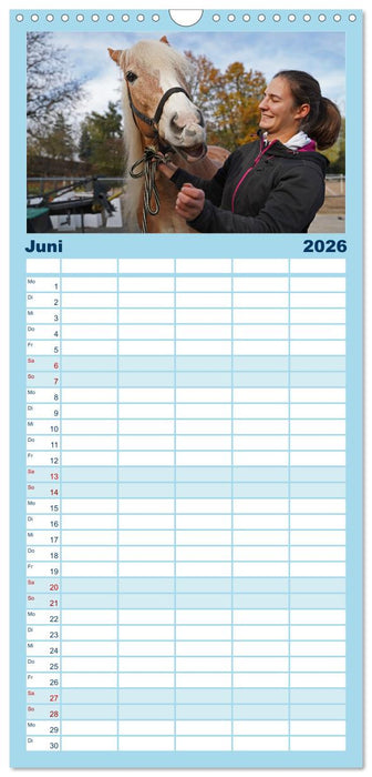 Faszination Haflinger (CALVENDO Familienplaner 2026)