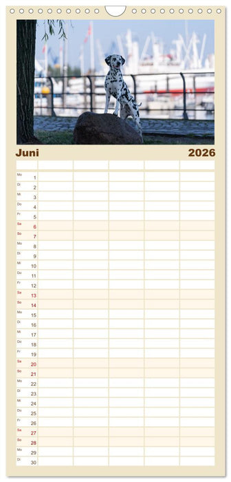 Hunde in der City - Unterwegs in Hamburg (CALVENDO Familienplaner 2026)