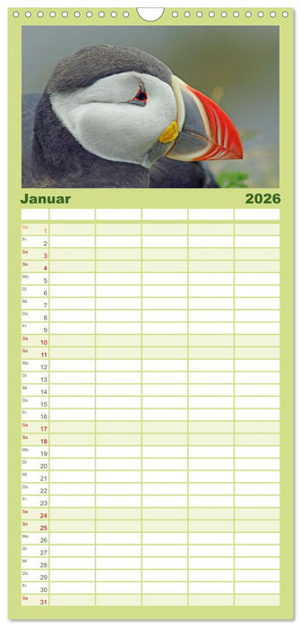 Papageitaucher - Clowns der nordischen Vogelwelt (CALVENDO Familienplaner 2026)