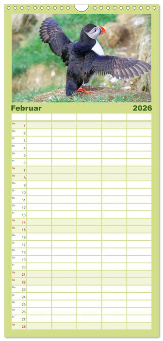 Papageitaucher - Clowns der nordischen Vogelwelt (CALVENDO Familienplaner 2026)