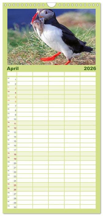 Papageitaucher - Clowns der nordischen Vogelwelt (CALVENDO Familienplaner 2026)