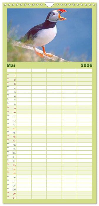 Papageitaucher - Clowns der nordischen Vogelwelt (CALVENDO Familienplaner 2026)