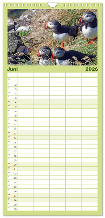 Papageitaucher - Clowns der nordischen Vogelwelt (CALVENDO Familienplaner 2026)