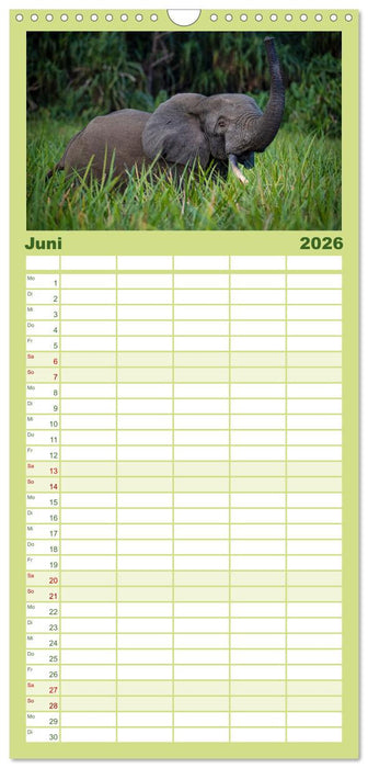 KONGO - das dunkle Herz Afrikas (CALVENDO Familienplaner 2026)