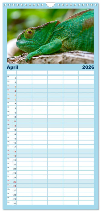 Drachen: Geheimnisvolles Tierreich (CALVENDO Familienplaner 2026)