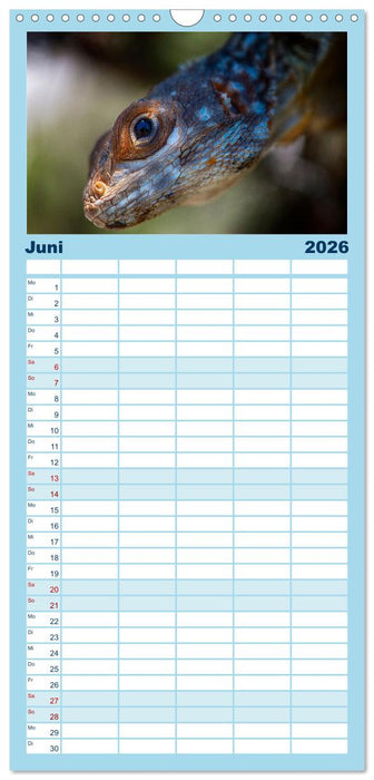 Drachen: Geheimnisvolles Tierreich (CALVENDO Familienplaner 2026)