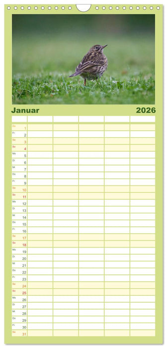 Wilde Vogelwelt Helgoland (CALVENDO Familienplaner 2026)