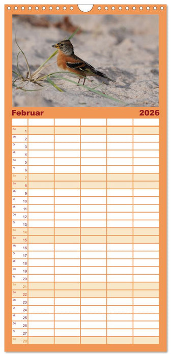 Wilde Vogelwelt Helgoland (CALVENDO Familienplaner 2026)