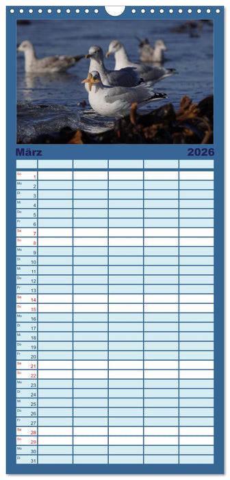 Wilde Vogelwelt Helgoland (CALVENDO Familienplaner 2026)