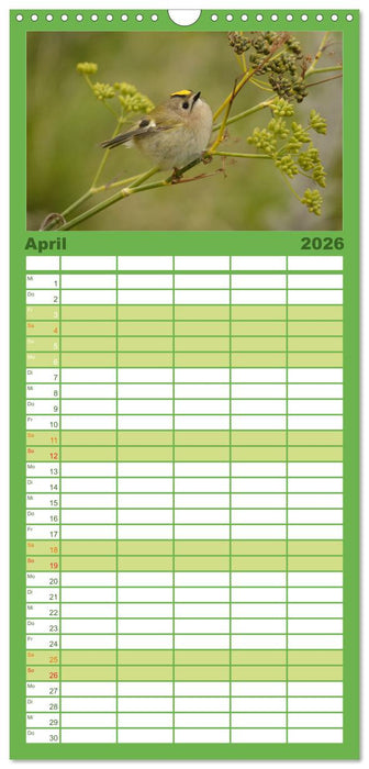 Wilde Vogelwelt Helgoland (CALVENDO Familienplaner 2026)