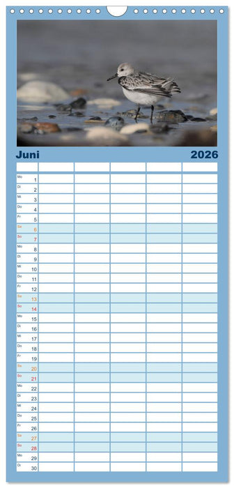 Wilde Vogelwelt Helgoland (CALVENDO Familienplaner 2026)