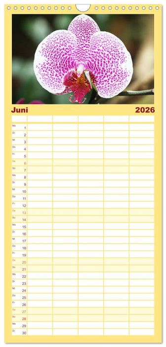 Mein Orchideentraum (CALVENDO Familienplaner 2026)