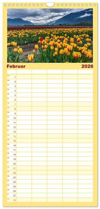 Tulpentraum (CALVENDO Familienplaner 2026)