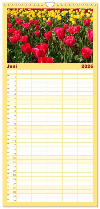 Tulpentraum (CALVENDO Familienplaner 2026)