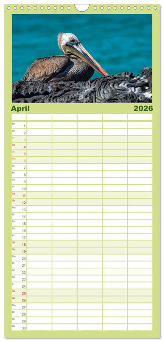 Die faszinierende Tierwelt der Galapagos-Inseln (CALVENDO Familienplaner 2026)