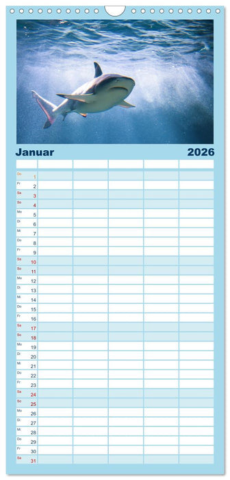 Haie - Könige der Meere. (CALVENDO Familienplaner 2026)