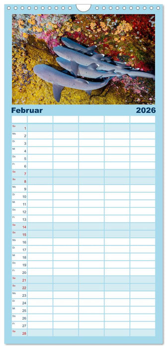 Haie - Könige der Meere. (CALVENDO Familienplaner 2026)